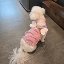 소백산주유소 | [영주 예천 애견 동반 여행] 구월이와 여름휴가 - 식당, 숙소, 애견카페 후기까지!