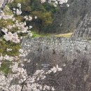 바바나무 | 벚꽃 여행 코스 추천 2일차 일정 (사쿠라노바바 조사이엔, 흑마늘라멘, 사쿠라마치, 쿠마몬 빌리지, 돈...