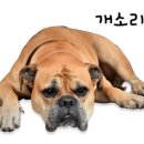 부산애견대학 이미지