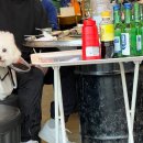 미소집 조개마당 | 광안리 조개구이 맛집 미소집조개마당 방문후기 (민락동 조개구이) 애견동반