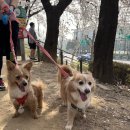 꽃길걷개 이미지