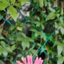 하늘바람꽃농원 이미지