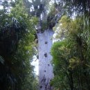 카우리(kauri)