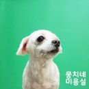 애니네 반려견 미용실 이미지
