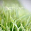 마이레몬그라스