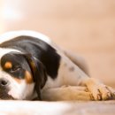 24시 코끼리동물의료센터 이미지