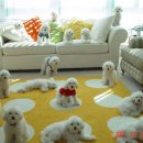 강아지 천국 이미지