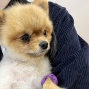 홈펫동물병원 네이버블로그