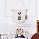 댕데이 네이버블로그