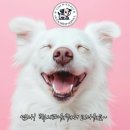 해운대 펫택시 이미지