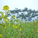 청산도OK펜션민박 이미지