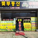 금빛크린 이미지