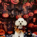 VIP 애견 이미지