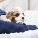 일산강아지분양 라펫 이미지