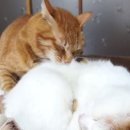 알콩달콩 이미지