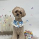 애견미용실 또이쁜댕 이미지