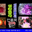 영광다육