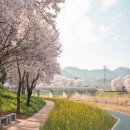 서산민박 | "여긴 아는 사람 드물더라" 서산 한우목장 벚꽃 구경 말고 요즘 간다는 곳은?