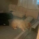 꼬르륵댕댕 이미지