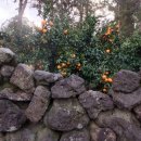 저지오름 이미지