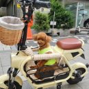 펫(PET)과 함께 이미지