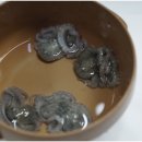 남도뻘낙지 이미지