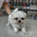 개린이집 이미지