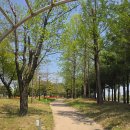 유림-27 | 대전 유림공원 튤립 작지만 강렬하게 예쁘다 (위치 주차 4월 2주기준)