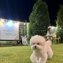 포포애견펜션 | 애견 동반 찜질방이 펜션 안에 있다고? 포포 애견 펜션 후기 | 좋아해 객실