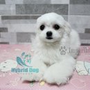 임피리얼펫 이미지