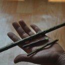 버들피리 이미지