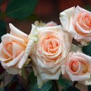 바닐라 퍼퓸(Vanilla Perfum) 이미지