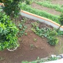 제주통큰장어 이미지