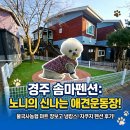 DOG채 애견스테이 | ​[경주 애견동반 여행] 노니와 함께한 힐링 스테이, [솜마펜션] 2박3일(1일차)
