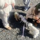 가족이야기 | 우리 가족 캠핑 입문 이야기 평암189 단체 캠 후기 A2 A3 후기