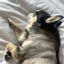 자스민 동물병원 이미지