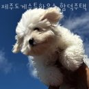 제주도게스트하우스 함덕주택 | 제주도게스트하우스 제주도게스트하우스 함덕주택 제주가볼만한곳 추천도 해줘요!