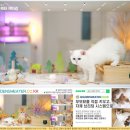 청주캣브리더 | 석계고양이분양 후기 고양이와 함께하는 나의 첫 한달