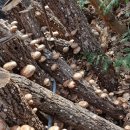 아리숲펜션 이미지