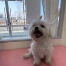 모든애견미용실 이미지