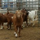 슈퍼염소농장 이미지