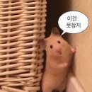 더블리치 네이버블로그