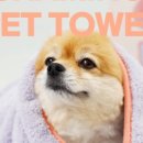 챠밍애견 이미지