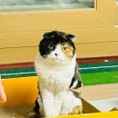 오복떡방앗간 | [임신일기#40] 출산전 마지막 부산 방문❤️🧡💛 고양이 나나🐈와 함께하는 34주 임산부일상