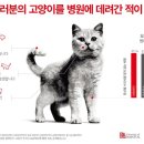 그레이스고양이병원 네이버블로그