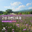고성군 6 | [강원도 고성] 하늬라벤더팜 라벤더 축제 오픈런 후기