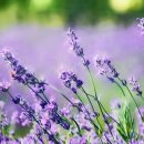 라벤더 이미지
