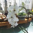 아비가엘 이미지