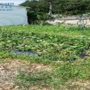 장안읍반룡리-74 이미지