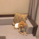 애정목장 | 평창 라마다 호텔 펫룸 내돈내산 &amp; 애견동반 대관령 순수 양떼목장 (1박 2일 후기, 할인 팁)